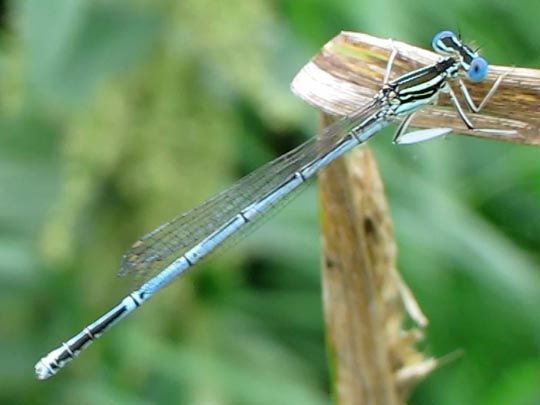 Blaue Federlibelle, Platycnemis pennipes
