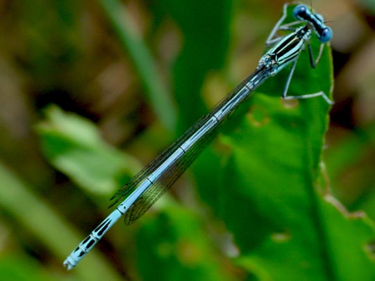 Blaue Federlibelle, Platycnemis pennipes