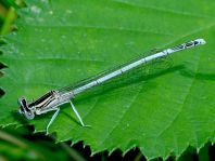 Blaue Federlibelle, Platycnemis pennipes