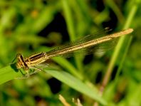 Blaue Federlibelle, Platycnemis pennipes