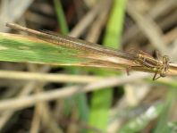 Blaue Federlibelle, Platycnemis pennipes
