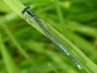 Blaue Federlibelle, Platycnemis pennipes