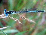 Blaue Federlibelle, Platycnemis pennipes