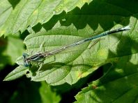 Blaue Federlibelle, Platycnemis pennipes