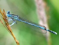 Blaue Federlibelle, Platycnemis pennipes