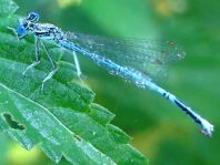 Blaue Federlibelle, Platycnemis pennipes