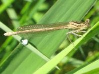 Blaue Federlibelle, Platycnemis pennipes