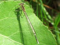 Blaue Federlibelle, Platycnemis pennipes