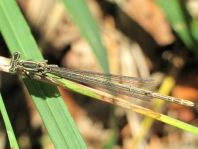 Blaue Federlibelle, Platycnemis pennipes