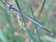 Blaue Federlibelle, Platycnemis pennipes