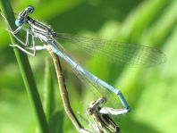 Blaue Federlibelle, Platycnemis pennipes
