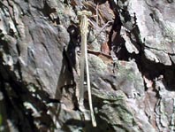 Blaue Federlibelle, Platycnemis pennipes