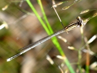 Blaue Federlibelle, Platycnemis pennipes