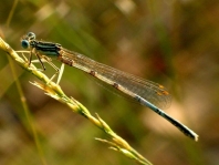 Blaue Federlibelle, Platycnemis pennipes