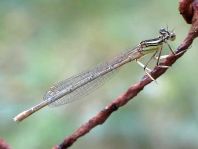 Blaue Federlibelle, Platycnemis pennipes