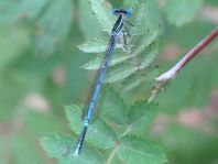 Blaue Federlibelle, Platycnemis pennipes