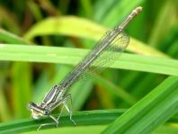Blaue Federlibelle, Platycnemis pennipes