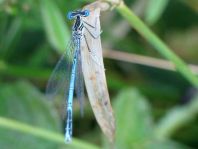 Blaue Federlibelle, Platycnemis pennipes
