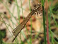 Blaue Federlibelle, Platycnemis pennipes
