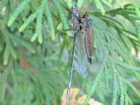 Blaue Federlibelle, Platycnemis pennipes