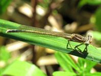 Blaue Federlibelle, Platycnemis pennipes