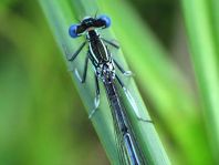 Blaue Federlibelle, Platycnemis pennipes
