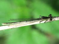Blaue Federlibelle, Platycnemis pennipes