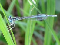 Blaue Federlibelle, Platycnemis pennipes