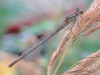 Blaue Federlibelle, Platycnemis pennipes