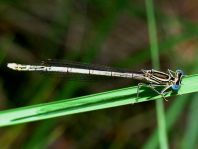 Blaue Federlibelle, Platycnemis pennipes
