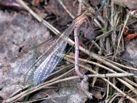 Blaue Federlibelle, Platycnemis pennipes