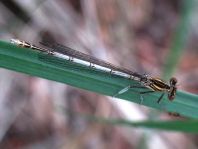 Blaue Federlibelle, Platycnemis pennipes