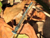 Blaue Federlibelle, Platycnemis pennipes