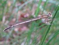 Blaue Federlibelle, Platycnemis pennipes
