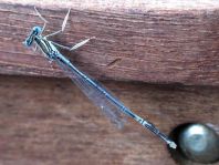Blaue Federlibelle, Platycnemis pennipes