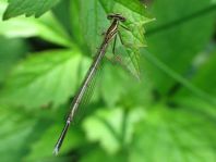 Blaue Federlibelle, Platycnemis pennipes