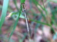 Blaue Federlibelle, Platycnemis pennipes