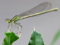 Blaue Federlibelle, Platycnemis pennipes
