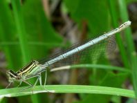 Blaue Federlibelle, Platycnemis pennipes