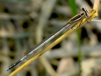 Blaue Federlibelle, Platycnemis pennipes