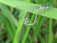 Blaue Federlibelle, Platycnemis pennipes