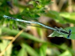 Blaue Federlibelle, Platycnemis pennipes