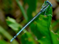 Blaue Federlibelle, Platycnemis pennipes