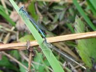 Blaue Federlibelle, Platycnemis pennipes