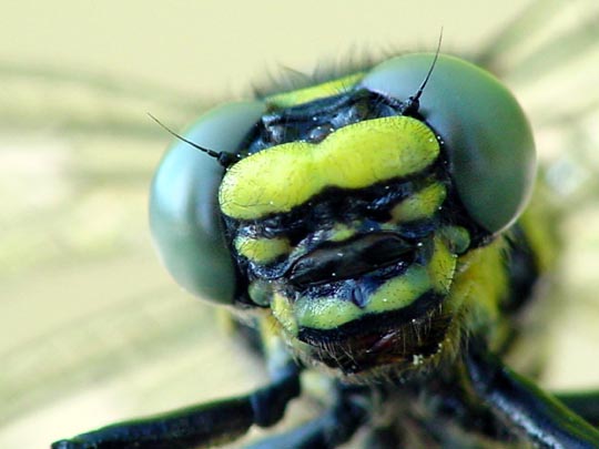 Keiljungfer, Gomphus vulgatissimus