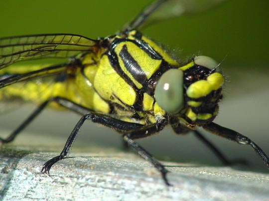 Keiljungfer, Gomphus vulgatissimus