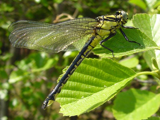 Keiljungfer, Gomphus vulgatissimus