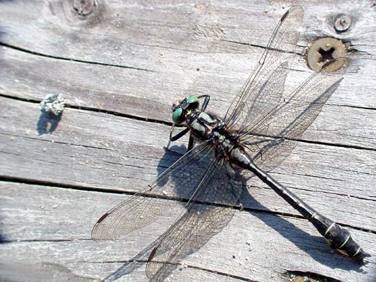 Keiljungfer, Gomphus vulgatissimus
