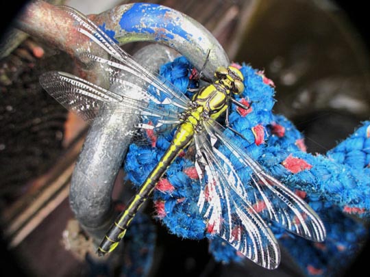 Keiljungfer, Gomphus vulgatissimus