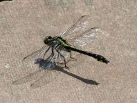 Gemeine Keiljungfer, Gomphus vulgatissimus